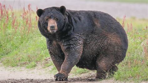 One of NC’s bears was dubbed ‘fat’ by US wildlife officials. | Raleigh News & Observer