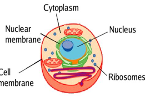 Fan of biology: Glycolysis (THE BIG PICTURE)