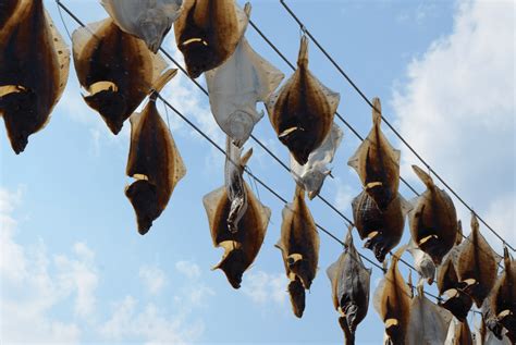 Flatfish Catches to Decline 20% by 2100 Due to Climate Change - Nereus Program - The Nippon ...