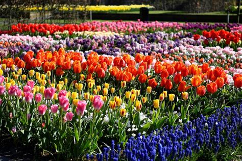 Millions of Dutch tulips bloom again, in a spectacle few will see