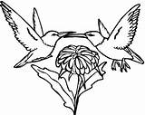 53 Hummingbird Coloring Pages  Free & Printable For Kids And Adults sketch template