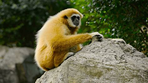 Lar Gibbon Primate Wallpapers - Wallpaper Cave