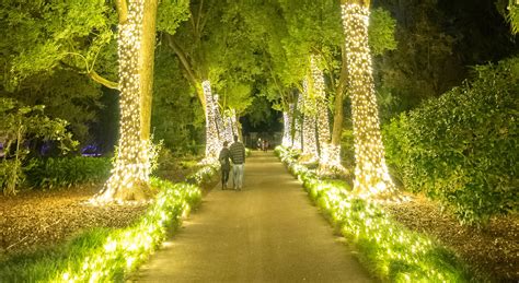 Dazzling Nights : An immersive holiday light experience