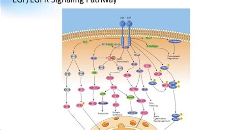 EGF EGFR Signaling Pathway Creative Diagnostics - YouTube