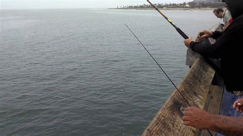 Shovelnose Shark - Ventura pier fishing 6/6/16 - YouTube