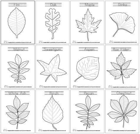 Leaf Coloring Pages | Leaf coloring page, Coloring pages, Leaf coloring