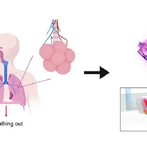 (PDF) Reversed-engineered human alveolar lung-on-a-chip model