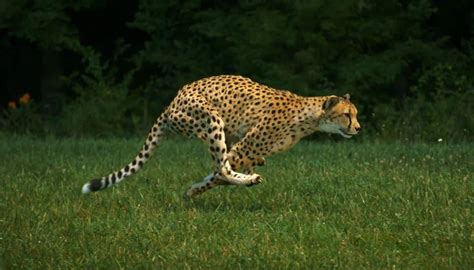 Cheetah Running | Wallpapers HD Quality