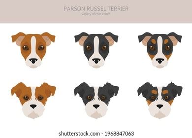 Parson Russell Terrier Photos, Images & Pictures | Shutterstock