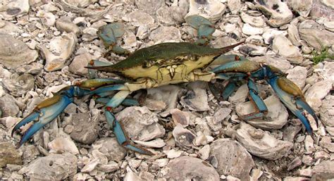 Blue Crab: Fulton, Texas (TX) | Flickr - Photo Sharing!