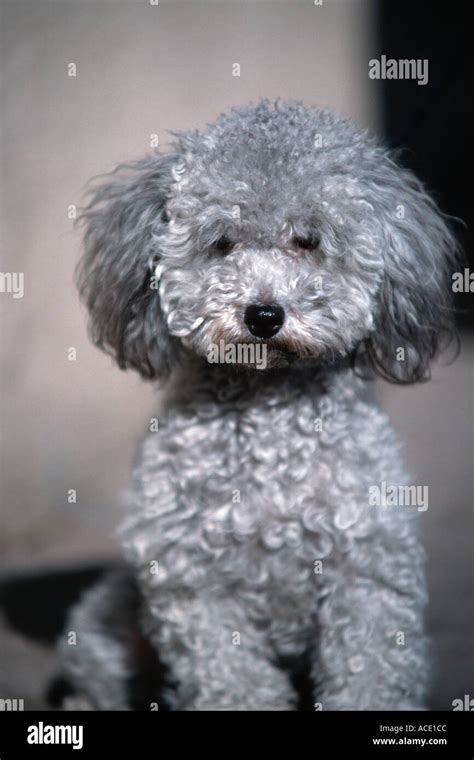 Young gray toy poodle posing Stock Photo: 844236 - Alamy