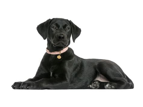 How to Find Black Labrador for Adoption?