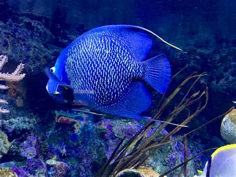 French Angelfish | SIMILAR BUT DIFFERENT IN THE ANIMAL KINGDOM