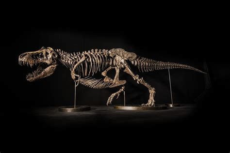 Can Dinomania Strike Twice? Christie’s Is Selling a Full T. Rex ...