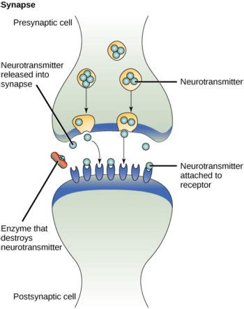 Signaling Molecules and Cellular Receptors | Biology for Majors I