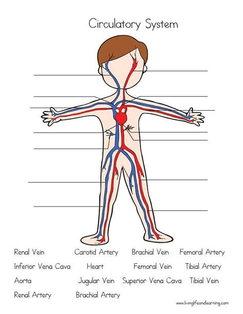 Circulatory System Worksheets For Kids