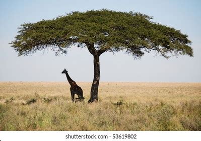 Giraffe Under Acacia Tree Stock Photo 53619802 | Shutterstock