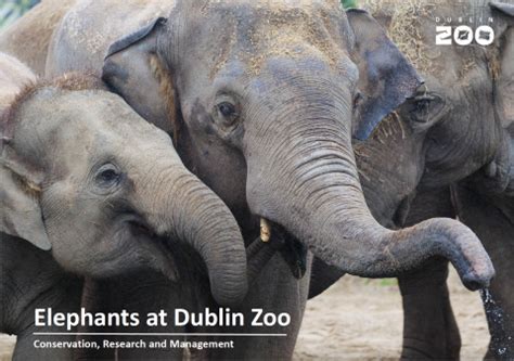 Elephants at Dublin Zoo: Conservation, Research and Management - Dublin Zoo