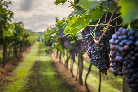 15 Beautiful Vineyards And Wineries In Ohio - Midwest Explored