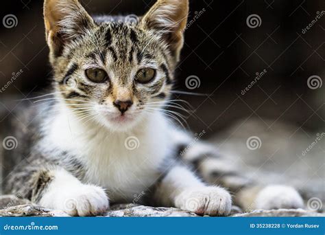 Lovely little cats stock photo. Image of kitten, child - 35238228