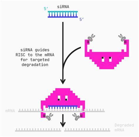 Predicting active siRNA molecules - Abzu