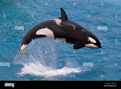 Killer whale jumping out of water Stock Photo - Alamy