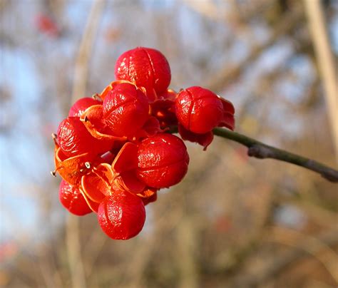 Door to Nature: Bittersweet Vines with Colorful Fruit - Door County Pulse