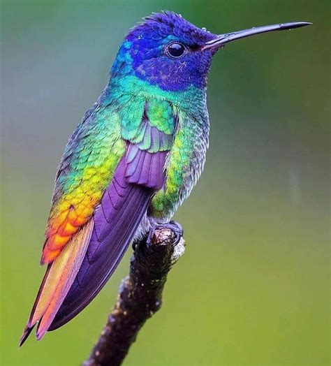 Colorful Hummingbird Perched on Tree Branch