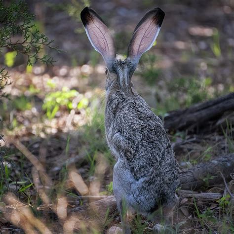 Jackrabbit Ears Photograph by Joan Carroll - Fine Art America