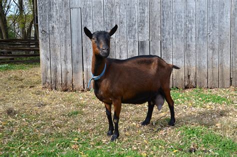 Oberhasli Goat - The Livestock Conservancy