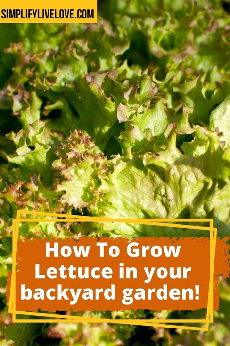 Growing Lettuce From Seed is Easy With These Tips - Simplify, Live, Love