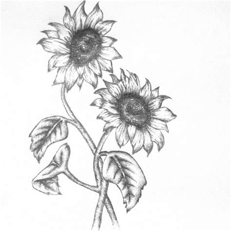 Double sunflower tattoo | Sunflower drawing, Sunflower tattoos, Wildflower drawing