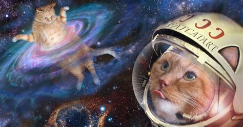 Space Cats Blank Template - Imgflip