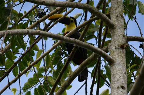 HOTEL ROCA NEGRA DEL ARENAL ::: LA FORTUNA, COSTA RICA ::: COMPARE ...