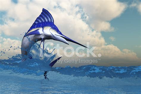 Marlin Stock Photo | Royalty-Free | FreeImages