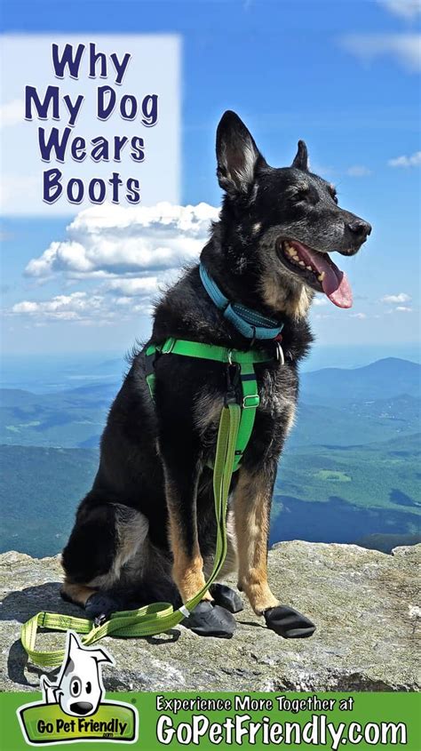 Why My Dog Wears Boots | Allergies, Health, and Paw Protection