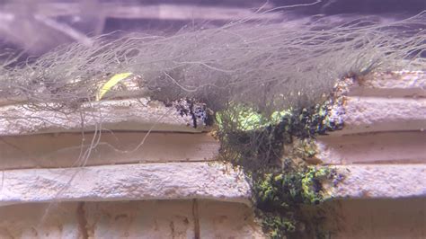 Is this black beard algae? How to remove? : r/Aquariums