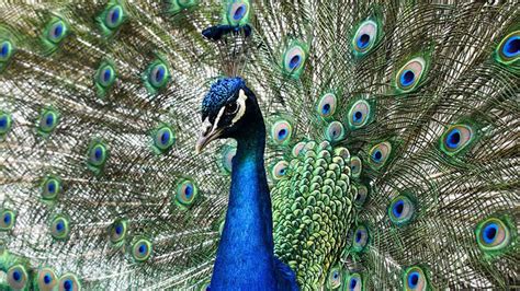 The Indian Peafowl - The Most Fascinating Bird In The World