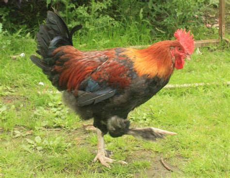 Marans For Sale | Chickens | Breed Information | Omlet