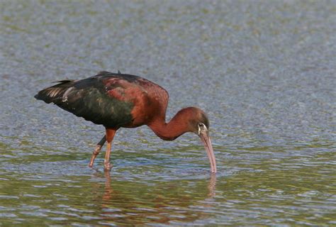 Bill Hubick Photography - Glossy Ibis (Plegadis falcinellus)