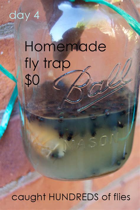 Homemade Fly Trap – Baits, Recipes, Bottles, Vinegar, Indoors, Homemade ...