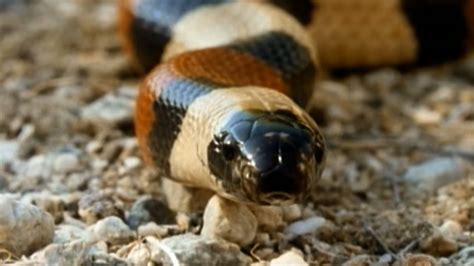 Secret Nature - Facts About Snakes 🐍 | S01E01 | Snake Documentary | Natural History Channel ...