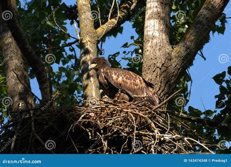 White-tailed Eagle in the Nest with Small Birds Stock Photo - Image of telescope, chicken: 163474348