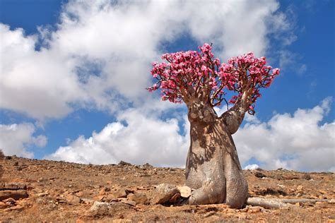 La rose du désert, une plante d'intérieur facile - Hortus Focus I mag