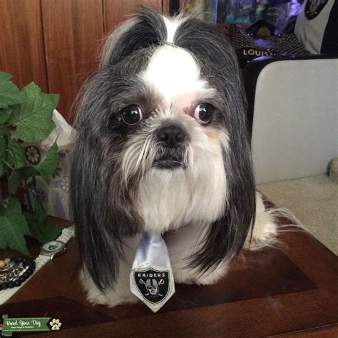 Stud Dog - HANDSOME BLACK & WHITE SHIH TZU - Breed Your Dog