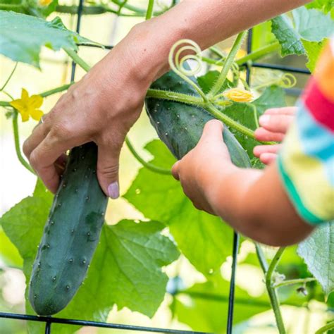 Awesome Tips For Growing Cucumbers - Sunny Home Gardens