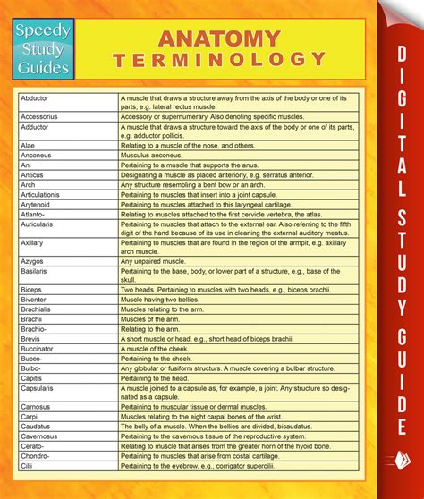 What Are The Anatomical Terminology