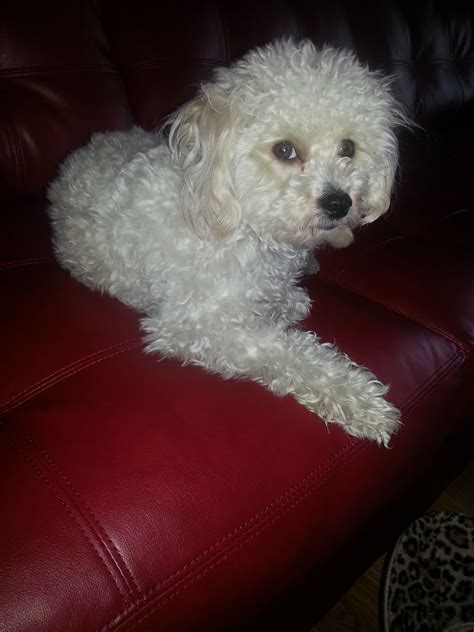 I need a haircut... Maltipoo - Multipoo - Maltepoo - Maltese/Poodle | Maltese poodle, Maltipoo ...