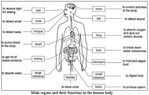 free internal organs worksheet | ... _worksheets/face_and_body/body_organs/The_body_internal ...