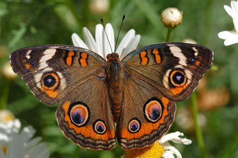 Common Buckeye ~ Butterfly of The Earth